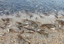 Как зарождалась идея приютить пеленгаса в Азовском море