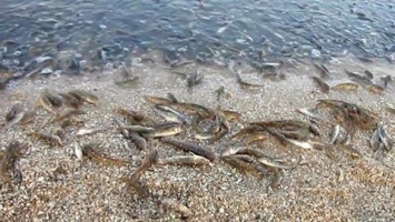Как зарождалась идея приютить пеленгаса в Азовском море