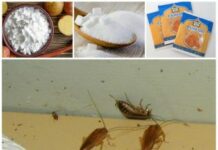 Как избавиться от тараканов в квартире: эффективные способы