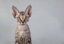 Девон-рекс: особенности породы