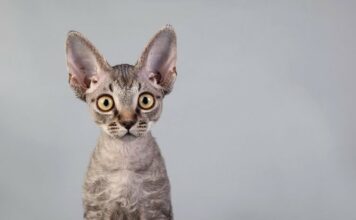 Девон-рекс: особенности породы