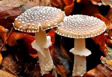 Применение мухомора в медицине