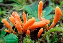 Кордицепс военный: польза и влияние на организм