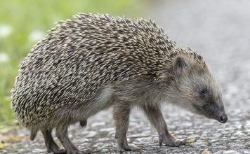 Автомобили могут получить ультразвуковые системы защиты ежей