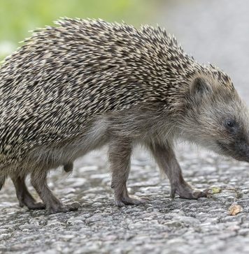 Автомобили могут получить ультразвуковые системы защиты ежей