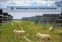 Volkswagen отказалась от газонокосилок. За солнечной электростанцией теперь ухаживают 100 овец
