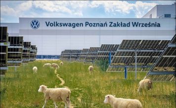Volkswagen отказалась от газонокосилок. За солнечной электростанцией теперь ухаживают 100 овец