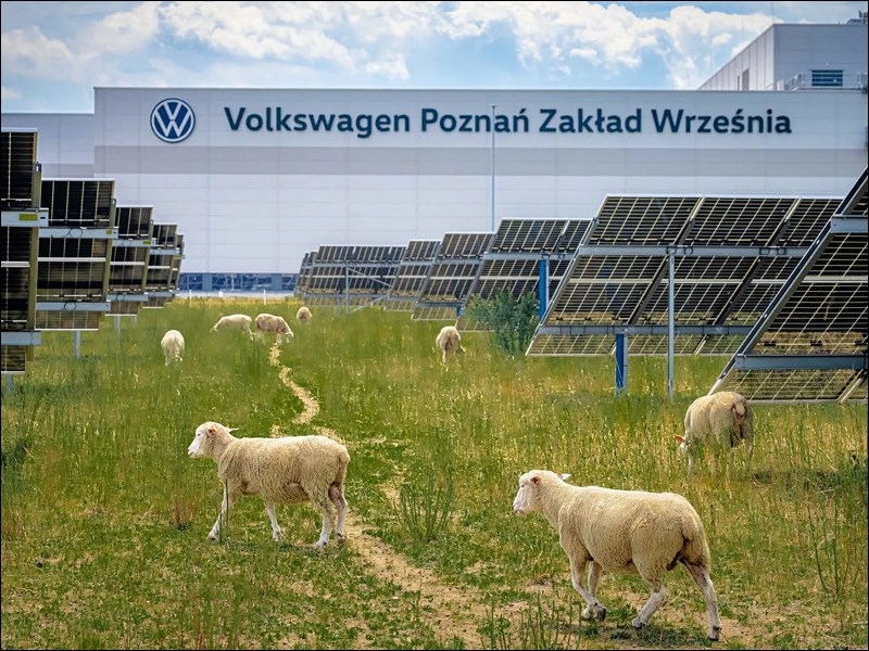 Volkswagen отказалась от газонокосилок. За солнечной электростанцией теперь ухаживают 100 овец